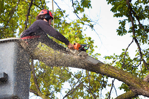 How Our Tree Care Process Works  in  Sheridan, AR