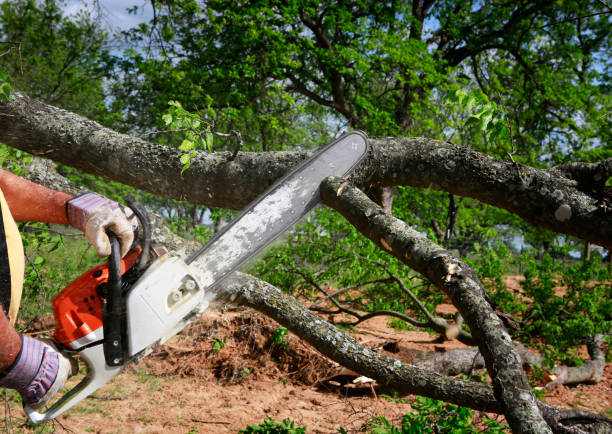 Mulching Services in Sheridan, AR